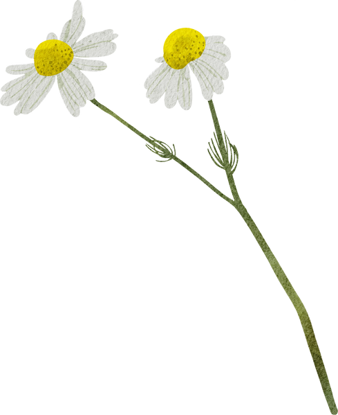 Chamomile flowers hand drawn watercolor