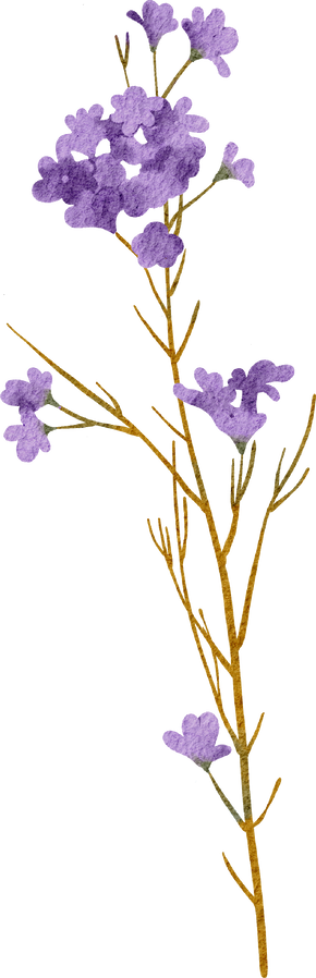 Purple waxflower hand drawn watercolor